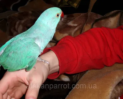 Ожереловые попугаи стали полноправными жителями города Баку. :: Вадим  Синюхин – Социальная сеть ФотоКто