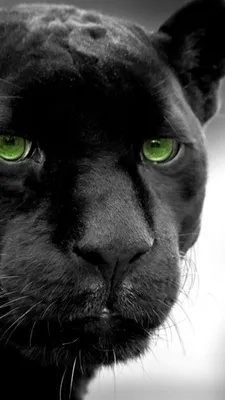 Черная пантера с зелеными глазами (25 фото) | Пантера, Черная пантера,  Кошачьи