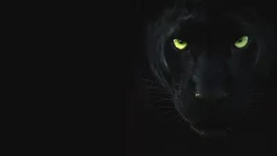Глаза черной пантеры - 79 фото