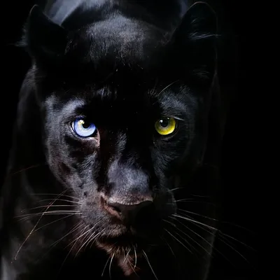 Пантера с синими глазами - 73 фото