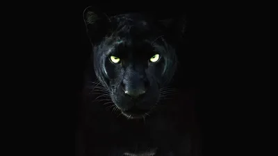 Пантера с зелеными глазами - 75 фото