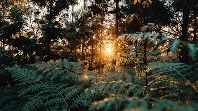 Папоротник лесной \"Орляк\" (Pteridium aquilinum) - «♥ Лесной папоротник дома  на подоконнике ♥» | отзывы