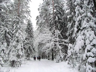 пара в зимнем лесу веселится в выходной Стоковое Изображение - изображение  насчитывающей одежды, пары: 234477075