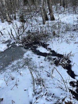 симпатичная пара любит ходить в зимний лес сток-видео - Видео насчитывающей  декабрь, положительно: 234245189