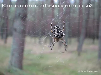 Самки пауков притворяются мертвыми, чтобы самцы-партнеры не боялись быть  съеденными - Газета.Ru | Новости