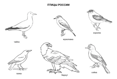 Специалисты Мосприроды составили календарь отлета перелетных птиц на зимовку