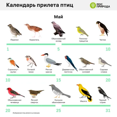 Птицы Европейской части России. Полевой определитель | Изображения животных,  Зоология, Животные