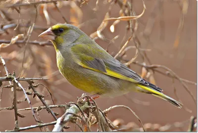 Весна на крыльях перелётных птиц - Приокско-Террасный государственный  природный биосферный заповедник