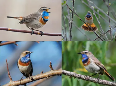 Какие птицы улетают осенью на Юг и где они будут зимовать? Осенняя миграция перелетных  птиц | ЛесоВитёк | Дзен
