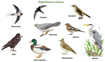 Специалисты Мосприроды составили календарь отлета перелетных птиц на  зимовку / Новости города / Сайт Москвы