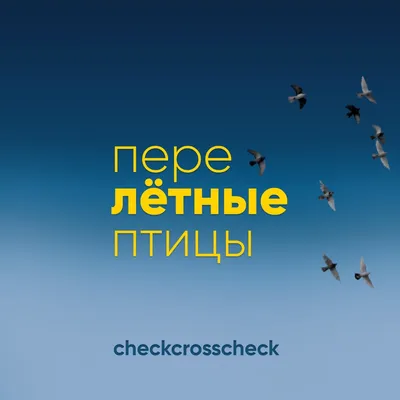 Каких редких птиц можно встретить на территории Петербурга - Российская  газета