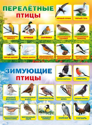 Более 160 видов перелетных птиц покидают Москву на зиму - KP.RU