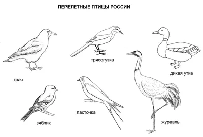 Перелетные птицы России 🐦 Сегодня Всемирный день перелетных птиц и  посвящен он теме воды и ее важности для крылатых путешественников. С… |  Instagram