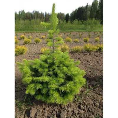 Пихта сибирская: красота и польза этого вечнозеленого дерева - Green Market