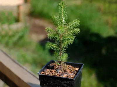 Купить саженцы Пихты сибирской Abies Sibirica 🌱по цене от 1 190₽ из  питомника с доставкой | Питомник «Зелёная Фазенда»