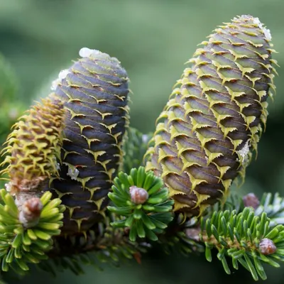 Abies sibirica Ledeb. – Пихта сибирская - Полярно-альпийский ботанический  сад-институт им. Н.А. Аврорина