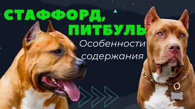 Отдаем стаффорда в добрые руки. Ленинградкая область | Пикабу