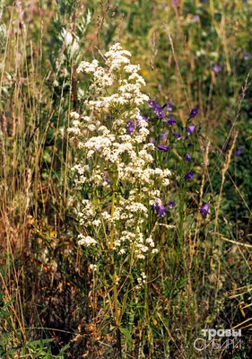 Galium boreale L., Подмаренник северный (World flora) - Pl@ntNet identify