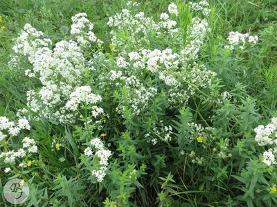 Фото Galium boreale L. - Подмаренник северный- Photography