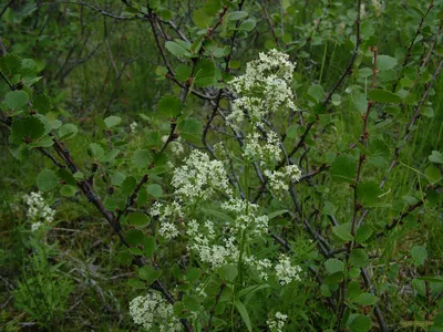 Подмаренник — Википедия