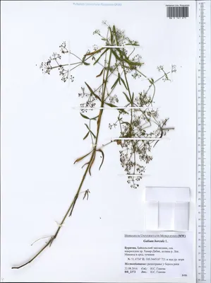 MW0718245, Galium boreale (Подмаренник северный), specimen