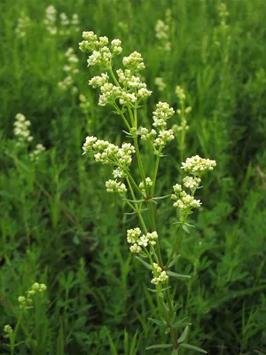 MW0138367, Galium boreale (Подмаренник северный), specimen