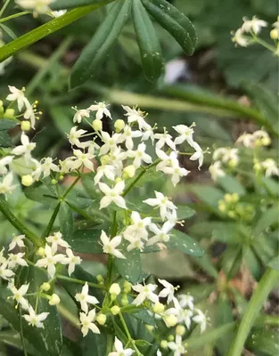 Boreale galium стоковое фото. изображение насчитывающей зеленый - 192263632