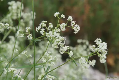 Северный подмаренник, Boreale Galium Стоковое Фото - изображение  насчитывающей одичало, зеленый: 84046162