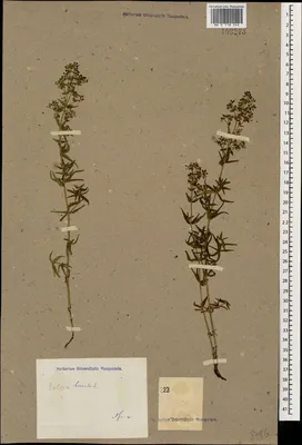 Galium boreale, северный подмаренник, является одним из видов растений  семейства rubiaceae. | Премиум Фото