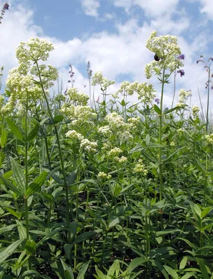 MW0161674, Galium boreale (Подмаренник северный), specimen