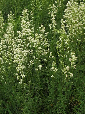 Подмаренник северный (Galium boreale). Фото на сайте \"Грибы: информация и  фотографии\"