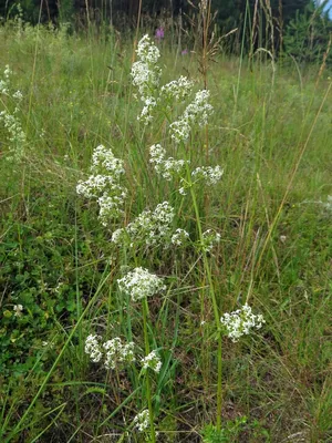 Galium boreale - Изображение особи - Плантариум