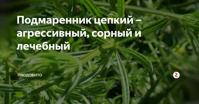 Подмаренник северный | molbiol.ru