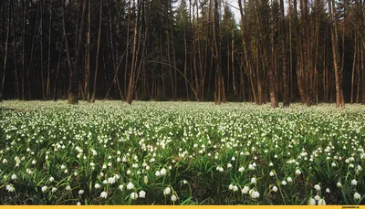 Подcнежники без снега: первоцветы сочинского леса