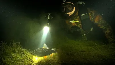 Подводной Охоты В Голубой Морской Воде — стоковые фотографии и другие  картинки Охота - Охота, Под водой, Гарпун - iStock