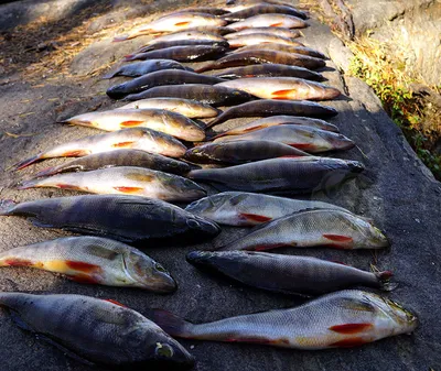 Рыбак поймал рекордно огромную золотую рыбу весом 30 килограммов:  Счастливчики: Из жизни: Lenta.ru