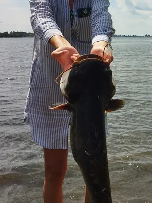 Гигантская рыба-хищник поймана в Астраханской области