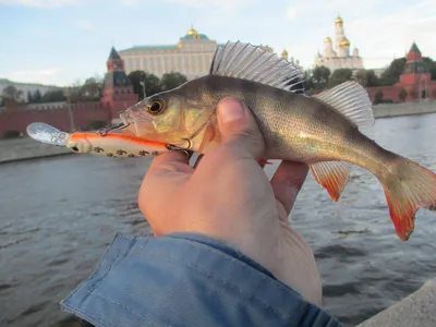 1.10.23 Юхро. День выдался такой. Рыбачил с 7:00 до 16:00 2 зона,количество пойманной  рыбы - 9 хвостов. Вес.. | ВКонтакте