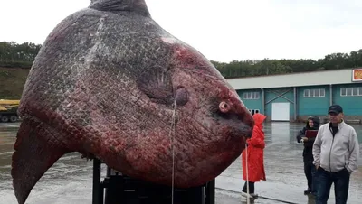 Рыба-гигант, пойманная под Рязанью, оказалась пожилым дезертиром - KP.RU
