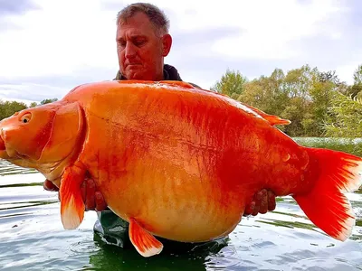 Рыбак поймал рекордно огромную золотую рыбу весом 30 килограммов:  Счастливчики: Из жизни: Lenta.ru