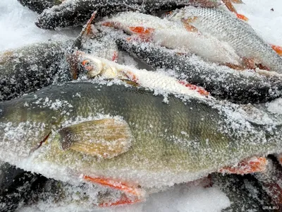 Жители ЯНАО показали, как они утопают в огромном количестве пойманной рыбы:  фото