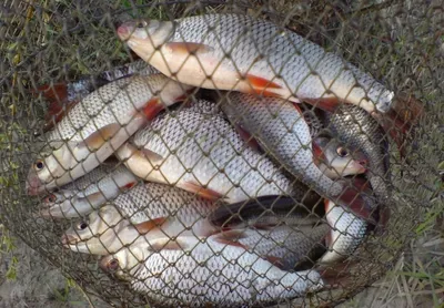 груда пойманной рыбы-кролика, продаваемой на индийском рыбном рынке  Стоковое Изображение - изображение насчитывающей золотисто, изолировано:  261071035