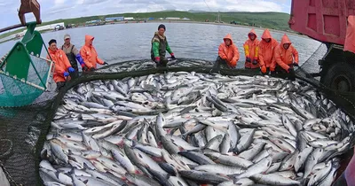 Учимся отличать пойманую рыбу самостоятельно. Обидатели наших водоемов. |  PeoplesLives | Дзен