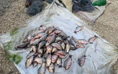 Поймать много рыбы это не самое главное, важнее доставить эту рыбу до  потребителя по приемлемой цене | Заметки ихтиолога. | Дзен