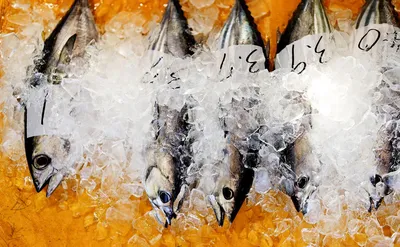 Как летом сохранить рыбу на рыбалке свежей: проверенные способы
