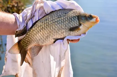 Таймень или нельма: новосибирцы поймали чудо-рыбу | НДН.Инфо