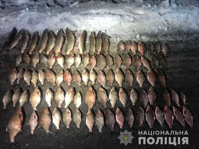 В Волгодонске рыбак поймал рыбу, а его поймали сотрудники полиции