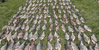 Российская газета - Оштрафуют ли за излишки случайно пойманной рыбы:  https://rg.ru/2019/07/10/oshtrafuiut-li-za-izlishki-sluchajno-pojmannoj-ryby.html  | Facebook