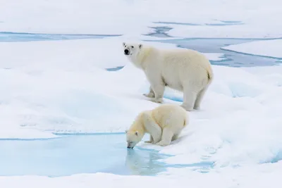 Фото полярных медведей фото