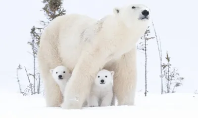 Белый медведь, или полярный медведь | zoo-ekzo.ru - Экзотические животные